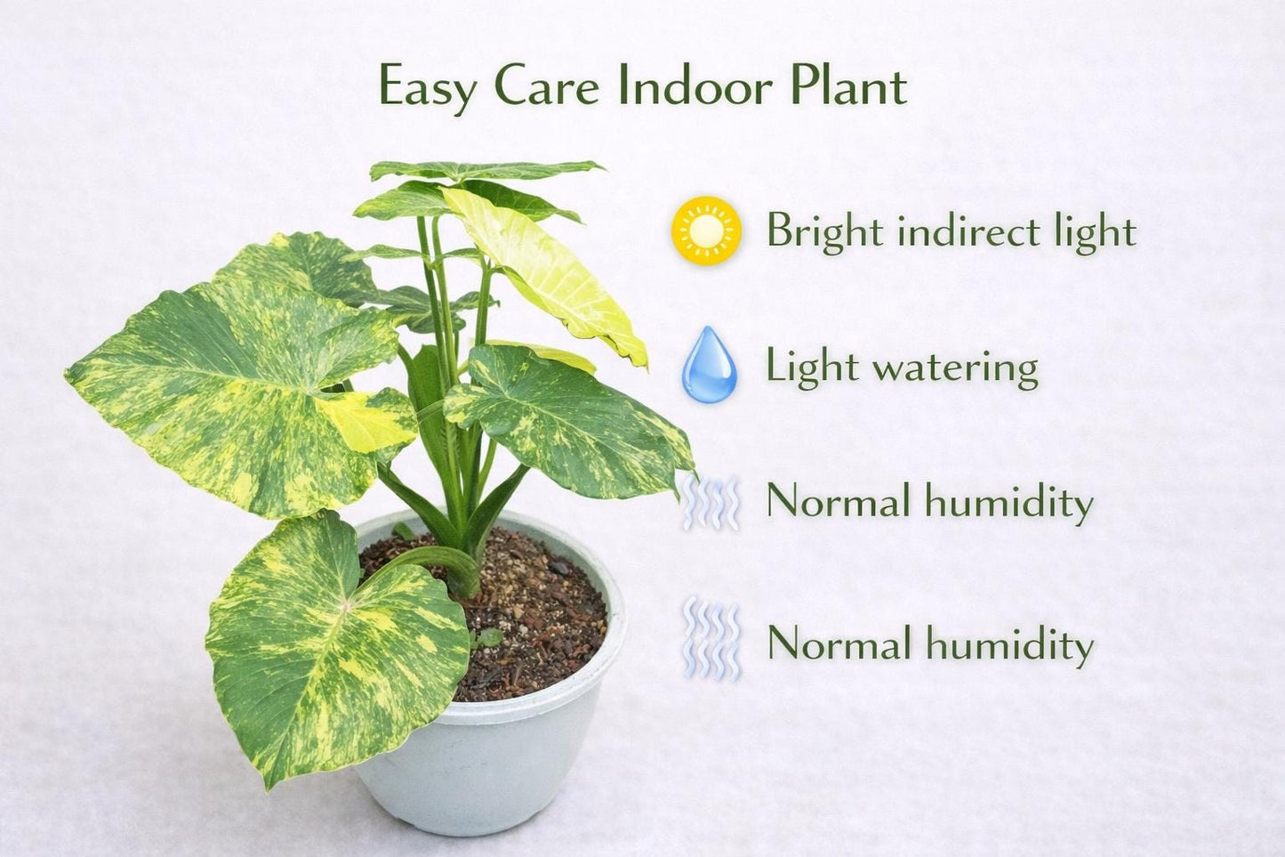 Side view — Melo Starter Bulb Indoor Plant | Cacti Nest