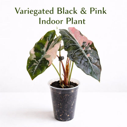 Main product photo of Variegated Black & Pink Indoor Plant Corms, Easy Care Starter Bulbs, Unique Color Houseplant, Desk Decor Gift, showing the primary view of the listing