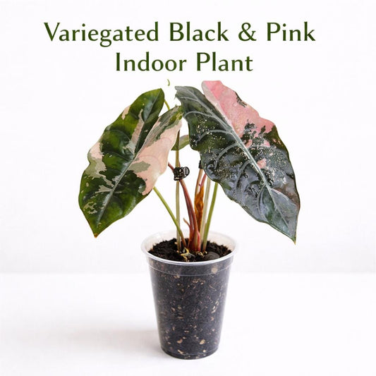 Main product photo of Variegated Black & Pink Indoor Plant Corms, Easy Care Starter Bulbs, Unique Color Houseplant, Desk Decor Gift, showing the primary view of the listing
