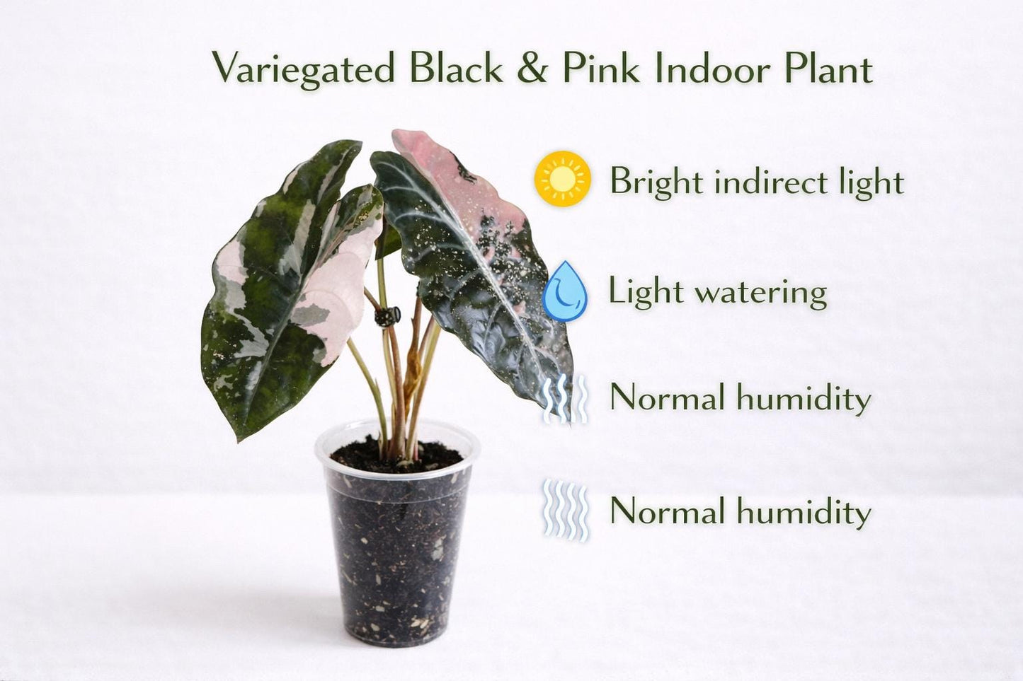 Close-up detail — Variegated Black & Pink Indoor Plant Corms | Cacti Nest