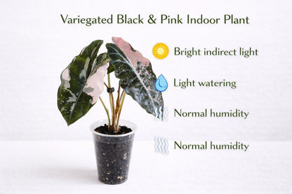 Close-up detail — Variegated Black & Pink Indoor Plant Corms | Cacti Nest