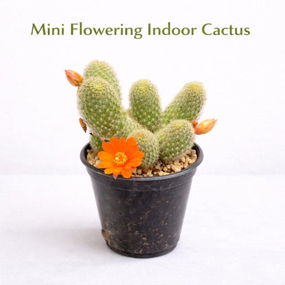 Main product photo of Mini Flowering Indoor Cactus, Live Small Succulent Plant, Easy Care Desk Houseplant, Orange Bloom Cactus Gift, showing the primary view of the listing