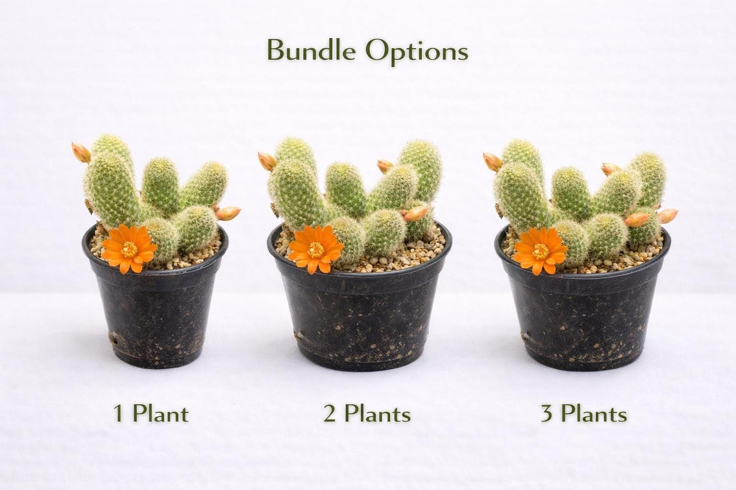 Side View of Mini Flowering Indoor Cactus, Live Small Succulent Plant, Easy Care Desk Houseplant, Orange Bloom Cactus Gift, highlighting its cactus look and listing presentation