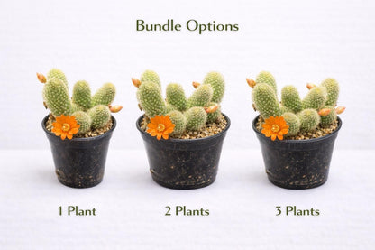 Side View of Mini Flowering Indoor Cactus, Live Small Succulent Plant, Easy Care Desk Houseplant, Orange Bloom Cactus Gift, highlighting its cactus look and listing presentation