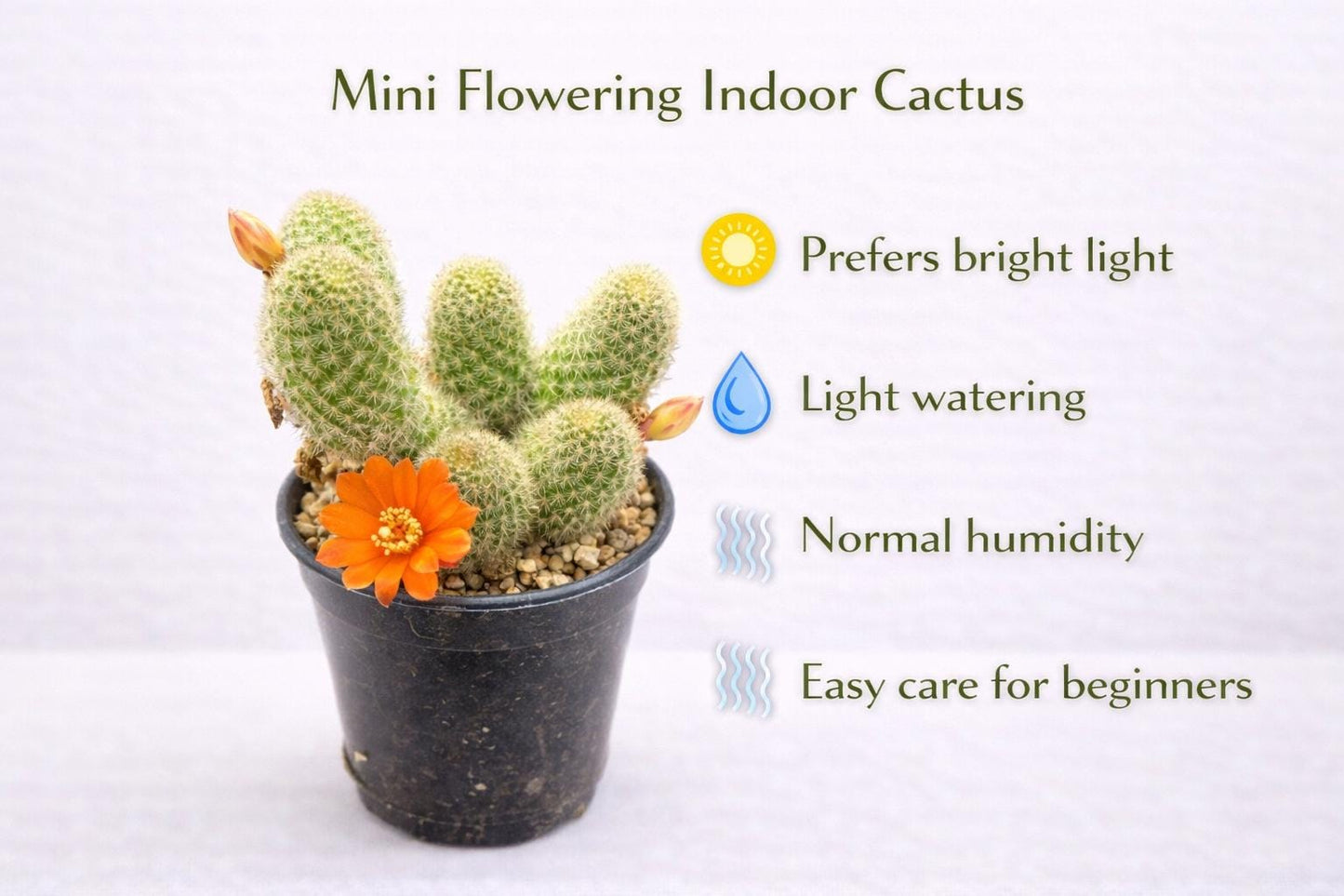 Alternate Angle of Mini Flowering Indoor Cactus, Live Small Succulent Plant, Easy Care Desk Houseplant, Orange Bloom Cactus Gift, highlighting its cactus look and listing presentation