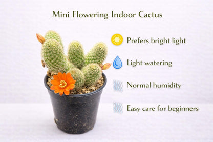 Alternate Angle of Mini Flowering Indoor Cactus, Live Small Succulent Plant, Easy Care Desk Houseplant, Orange Bloom Cactus Gift, highlighting its cactus look and listing presentation