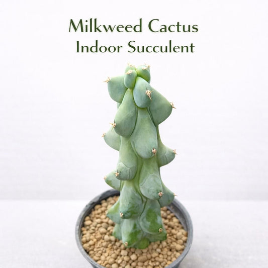 Main product photo of Milkweed Cactus Indoor Succulent, Textured Easy Care Houseplant, Mini Potted Desk Plant, Modern Home Décor Gift, showing the primary view of the listing
