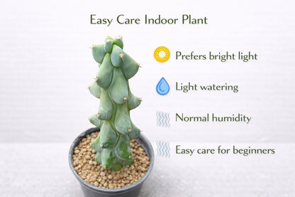 Alternate angle — Milkweed Cactus Indoor Succulent | Cacti Nest