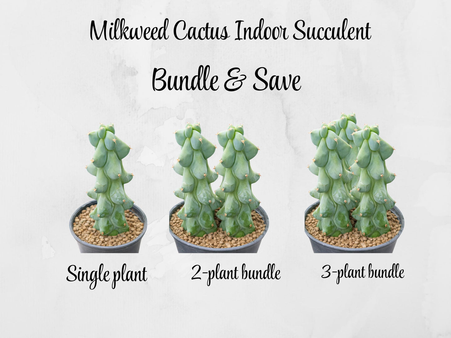 Side view — Milkweed Cactus Indoor Succulent | Cacti Nest