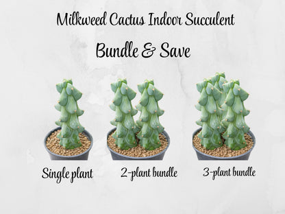 Side view — Milkweed Cactus Indoor Succulent | Cacti Nest