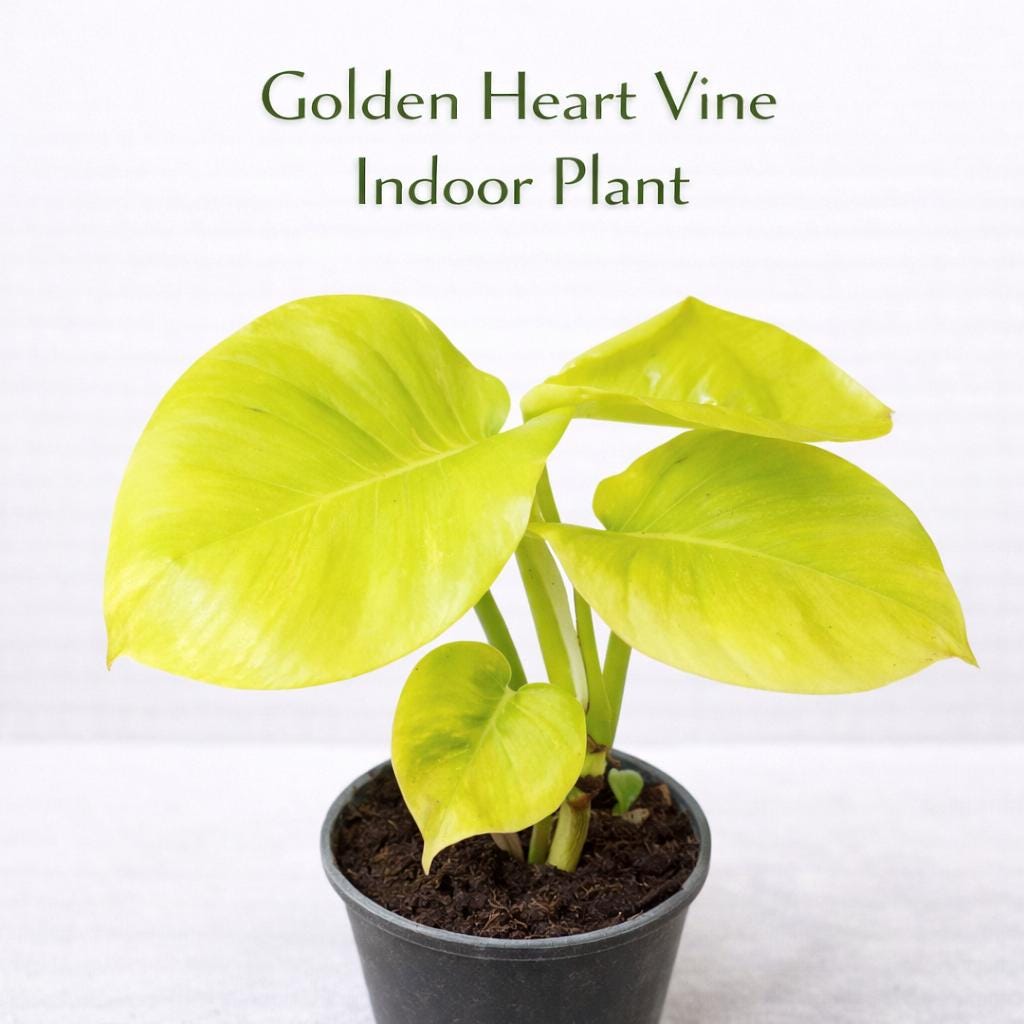 Main product photo of Golden Heart Vine Indoor Plant, Variegated Live Houseplant, Easy Care Desk or Shelf Plant, Bright Leaf Home Décor Gift, showing the primary view of the listing