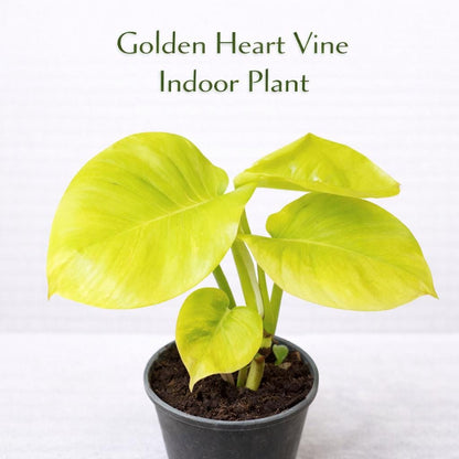 Main product photo of Golden Heart Vine Indoor Plant, Variegated Live Houseplant, Easy Care Desk or Shelf Plant, Bright Leaf Home Décor Gift, showing the primary view of the listing