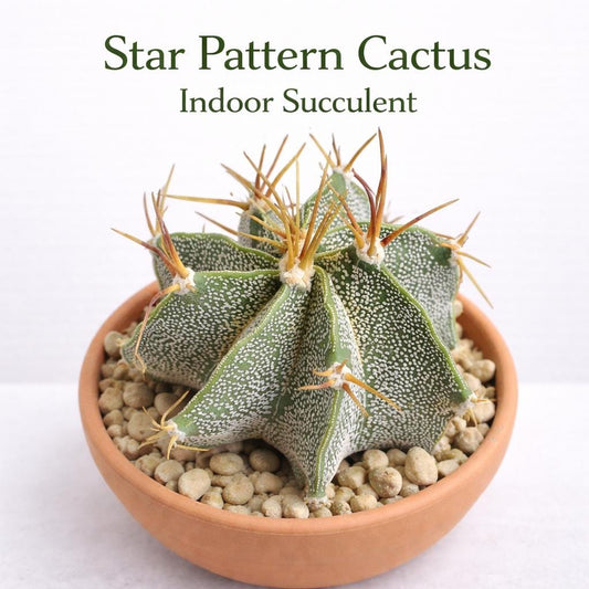 Main product photo of Star Pattern Cactus Indoor Succulent, Easy Care Mini Desk Plant, Unique Textured Houseplant Decor, Small Gift Plant, showing the primary view of the listing