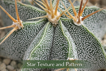 Overhead view — Star Pattern Cactus Indoor Succulent | Cacti Nest