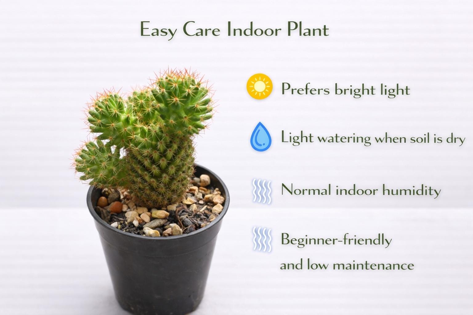 Close-up detail — Ladyfinger Cactus Indoor Succulent | Cacti Nest