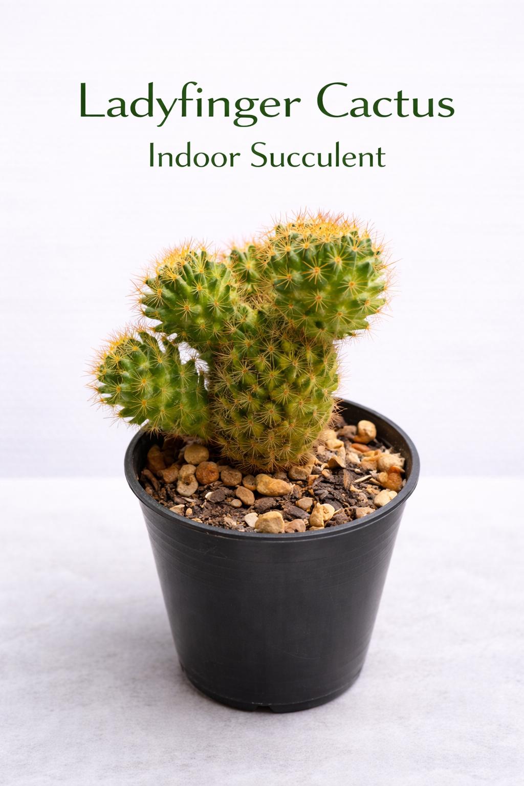 Main product photo of Ladyfinger Cactus Indoor Succulent, Easy Care Mini Houseplant, Live Desk Plant Décor, Small Potted Cactus Gift, showing the primary view of the listing