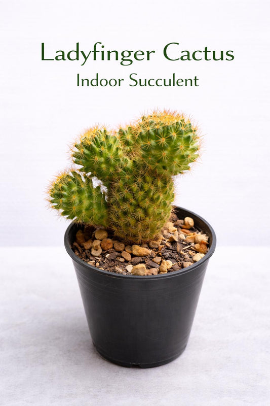 Main product photo of Ladyfinger Cactus Indoor Succulent, Easy Care Mini Houseplant, Live Desk Plant Décor, Small Potted Cactus Gift, showing the primary view of the listing