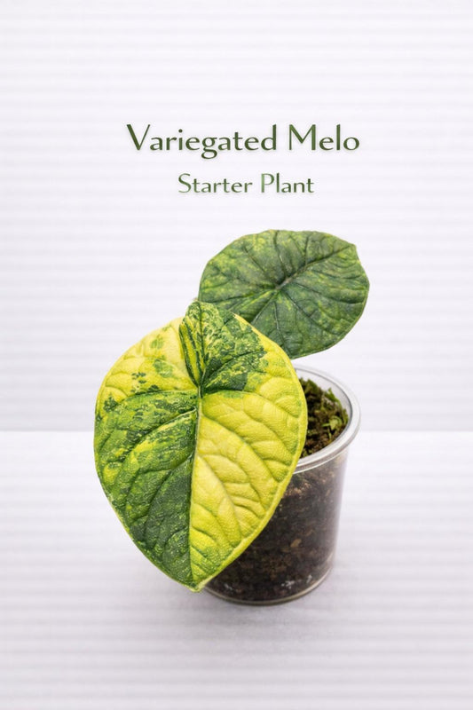 Main product photo of Variegated Melo Starter Plant, Live Tropical Indoor Houseplant, Easy Care Desk Plant, Unique Green Leaf Home Décor, showing the primary view of the listing