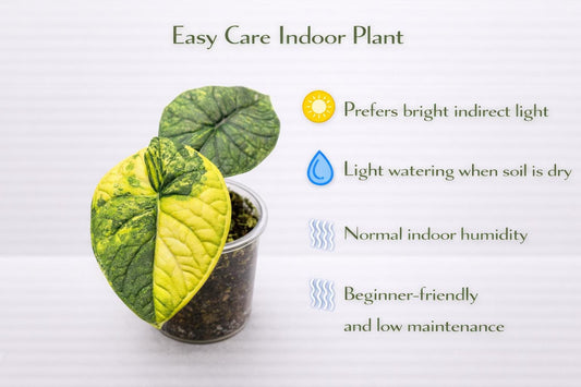 Alternate Angle of Variegated Melo Starter Plant, Live Tropical Indoor Houseplant, Easy Care Desk Plant, Unique Green Leaf Home Décor, highlighting its houseplant look and listing presentation