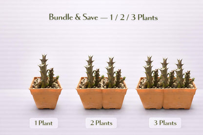 Side View of Caralluma Indoor Succulent Plant, Easy Care Desert Cactus in Pot, Unique Drought Tolerant Houseplant, Mini Desk Plant Decor, highlighting its cactus look and listing presentation