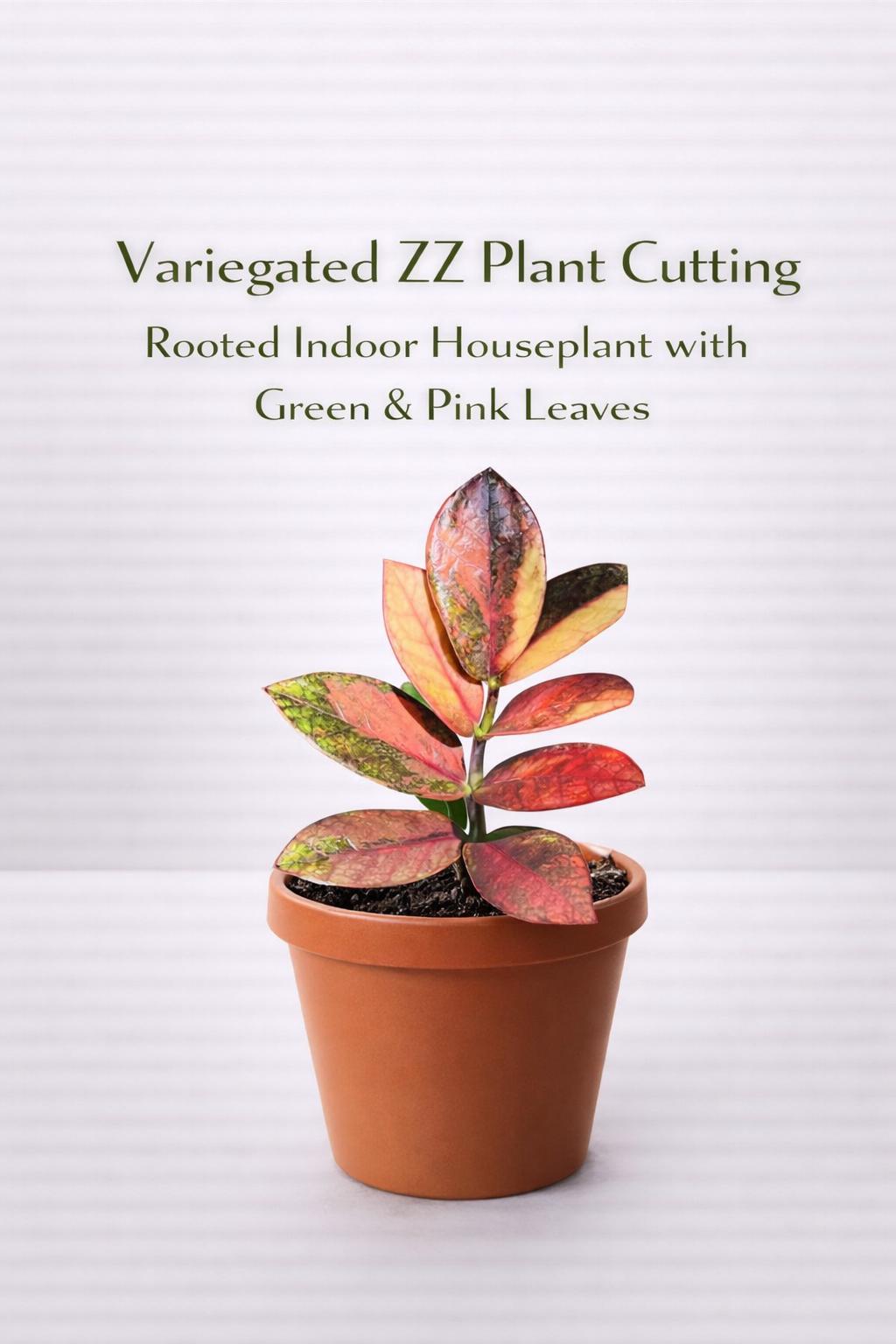 Alternate angle — Variegated ZZ Plant Cutting | Cacti Nest