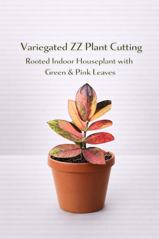 Alternate Angle of Variegated ZZ Plant Cutting, Rooted Indoor Houseplant with Green & Pink Leaves, highlighting its zz plant look and listing presentation