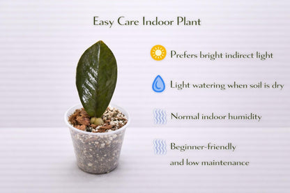 Styled display — Variegated ZZ Plant Cutting | Cacti Nest