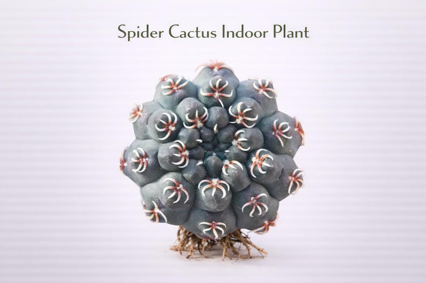 Main product photo of Live Spider Cactus Plant, Mini Desert Succulent, Easy Care Indoor Cactus, Small Bare Root Houseplant, Unique Desk Decor Gift, showing the primary view of the listing