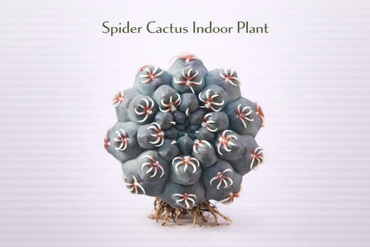 Main product photo of Live Spider Cactus Plant, Mini Desert Succulent, Easy Care Indoor Cactus, Small Bare Root Houseplant, Unique Desk Decor Gift, showing the primary view of the listing
