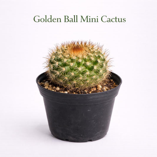 Main product photo of Golden Ball Mini Cactus Indoor Plant, Easy Care Small Succulent, Desk Decor Houseplant Gift, Live Potted Desert Plant, showing the primary view of the listing