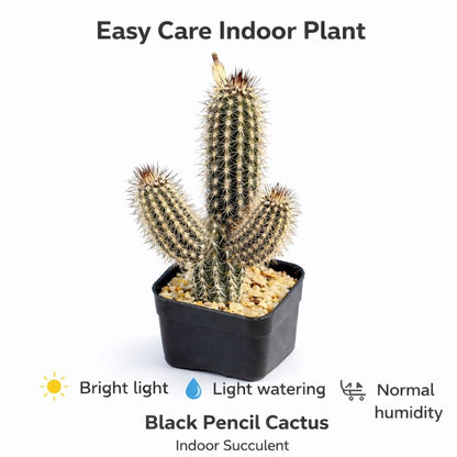 Alternate angle — Black Pencil Cactus Indoor Succulent | Cacti Nest