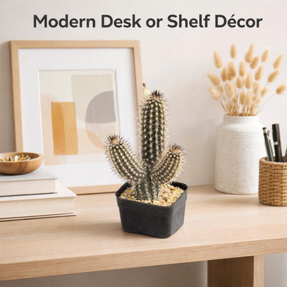Side view — Black Pencil Cactus Indoor Succulent | Cacti Nest