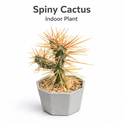 Main product photo of Live Spiny Cactus Indoor Plant, Easy Care Desert Succulent, Small Potted Cactus for Home Decor, Unique Houseplant Gift, showing the primary view of the listing