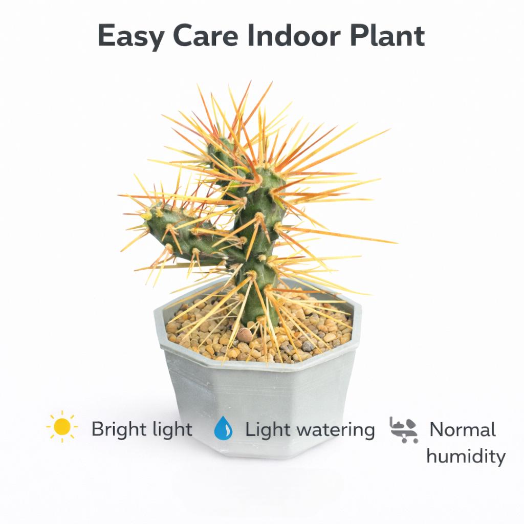 Alternate Angle of Live Spiny Cactus Indoor Plant, Easy Care Desert Succulent, Small Potted Cactus for Home Decor, Unique Houseplant Gift, highlighting its cactus look and listing presentation