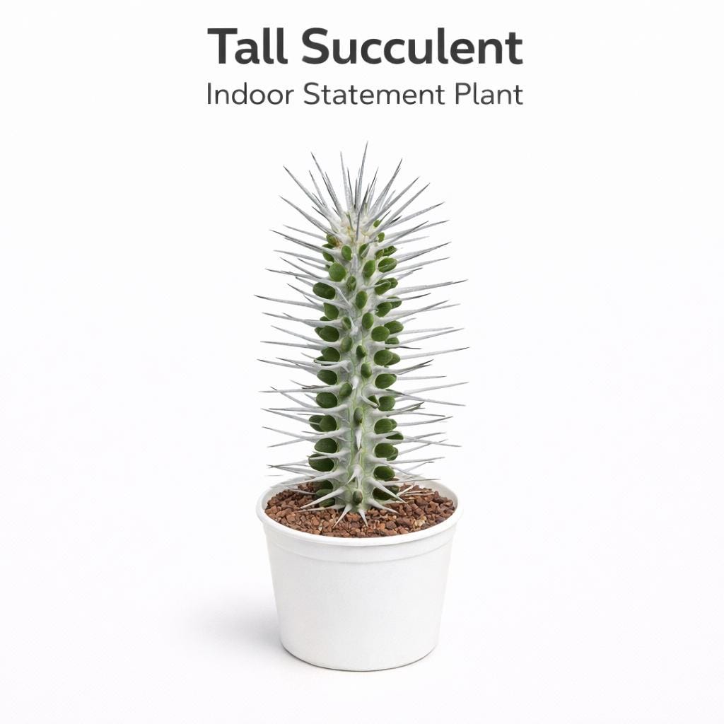 Main product photo of Tall Succulent Plant, Unique Indoor Statement Plant, Easy Care Houseplant, Modern Desk Decor, Minimalist Home Gift, showing the primary view of the listing