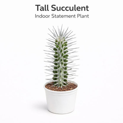Main product photo of Tall Succulent Plant, Unique Indoor Statement Plant, Easy Care Houseplant, Modern Desk Decor, Minimalist Home Gift, showing the primary view of the listing