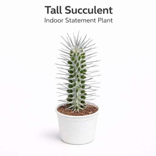 Main product photo of Tall Succulent Plant, Unique Indoor Statement Plant, Easy Care Houseplant, Modern Desk Decor, Minimalist Home Gift, showing the primary view of the listing