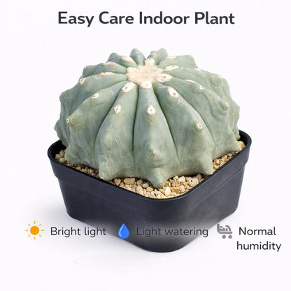 Side view — Thornless Round Cactus Indoor Plant | Cacti Nest