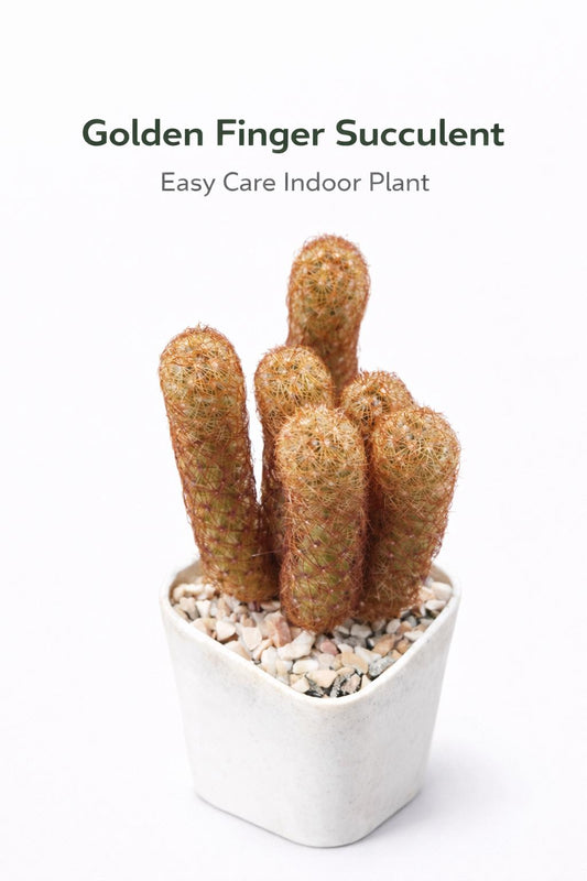 Main product photo of Golden Finger Succulent Live Plant, Easy Care Indoor Cactus, Mini Potted Desert Plant, Unique Housewarming Gift, showing the primary view of the listing