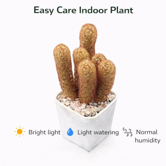 Alternate Angle of Golden Finger Succulent Live Plant, Easy Care Indoor Cactus, Mini Potted Desert Plant, Unique Housewarming Gift, highlighting its cactus look and listing presentation