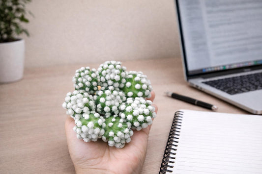 Alternate Angle of Arizona Snowcap Cactus, Mini White Polka Dot Succulent, Easy Care Indoor Desert Plant, Cute Small Houseplant Gift, highlighting its cactus look and listing presentation