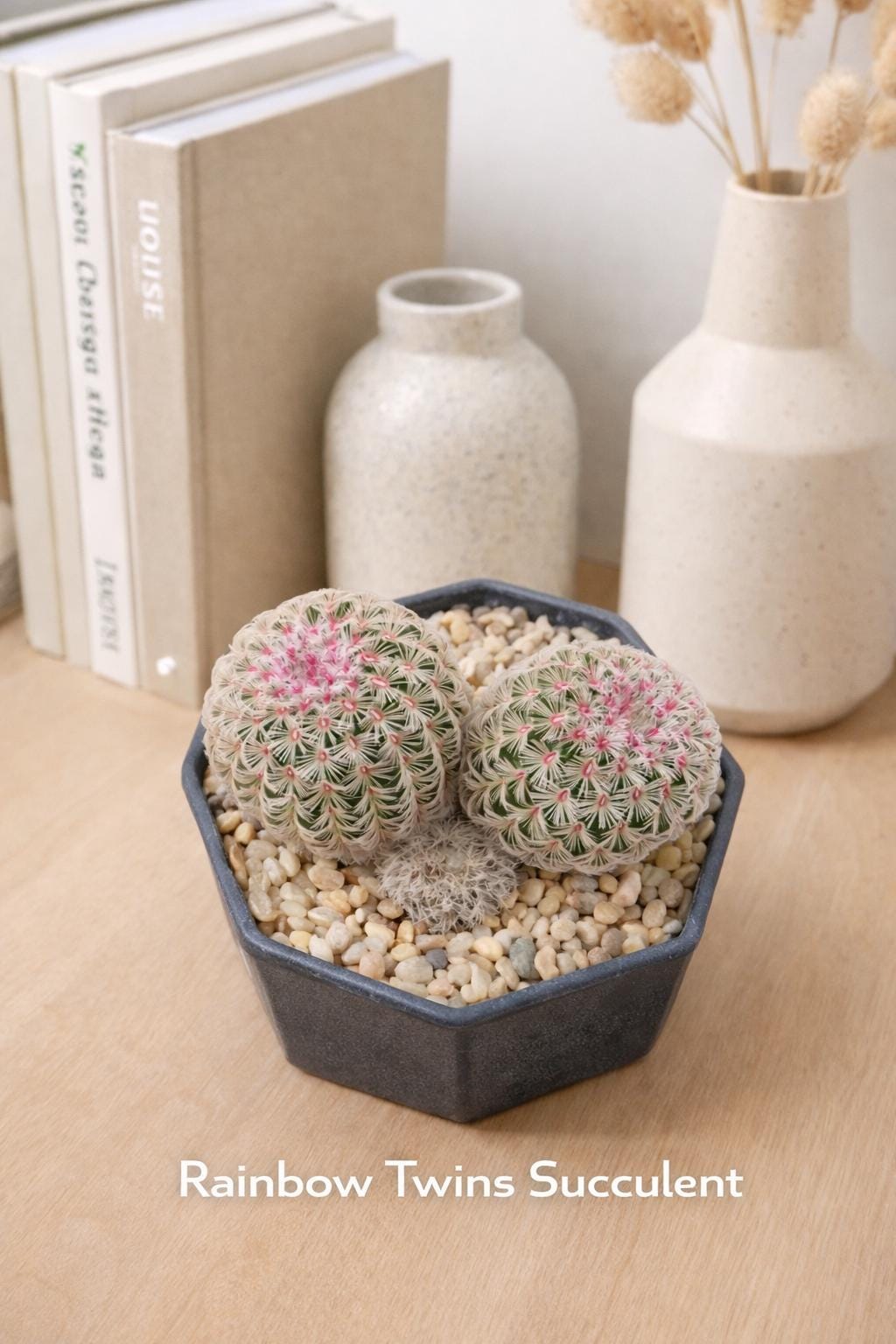 Side view — Rainbow Twins Succulent Plant | Cacti Nest