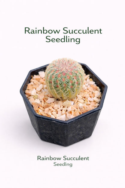 Main product photo of Rainbow Succulent Live Baby Plants, Colorful Mini Indoor Cactus, Small Potted Houseplant Gift, Easy Care Succulent, showing the primary view of the listing