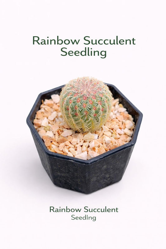 Main product photo of Rainbow Succulent Live Baby Plants, Colorful Mini Indoor Cactus, Small Potted Houseplant Gift, Easy Care Succulent, showing the primary view of the listing