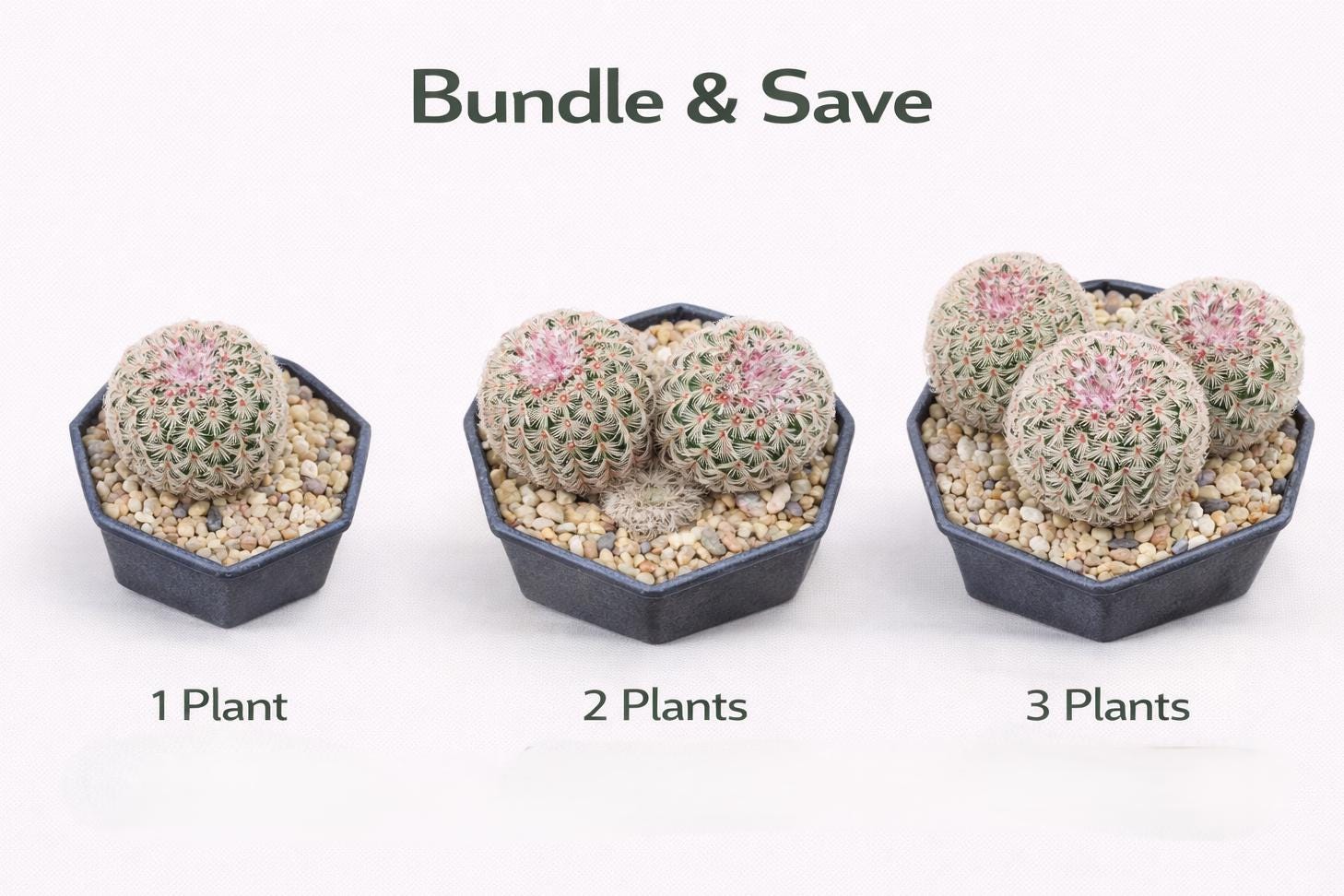 Alternate angle — Rainbow Succulent Live Baby Plants | Cacti Nest