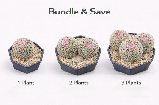 Alternate Angle of Rainbow Succulent Live Baby Plants, Colorful Mini Indoor Cactus, Small Potted Houseplant Gift, Easy Care Succulent, highlighting its cactus look and listing presentation