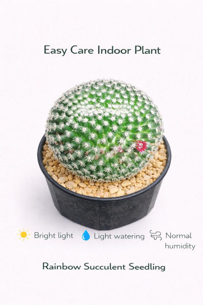 Side view — Red Thorn Cactus Live Plant | Cacti Nest