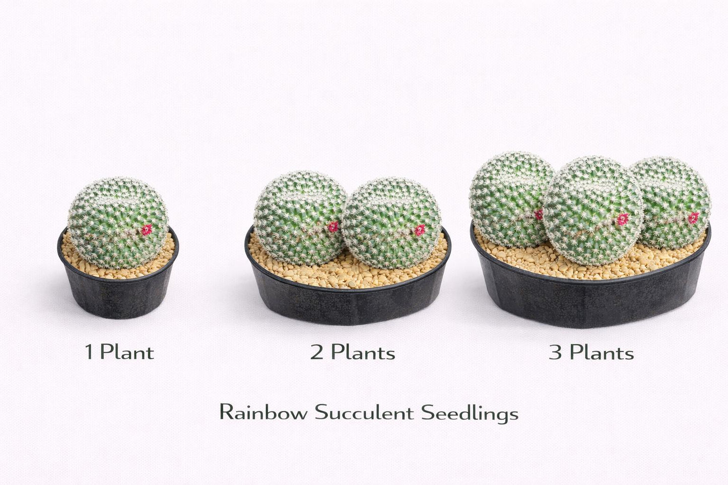 Alternate angle — Red Thorn Cactus Live Plant | Cacti Nest