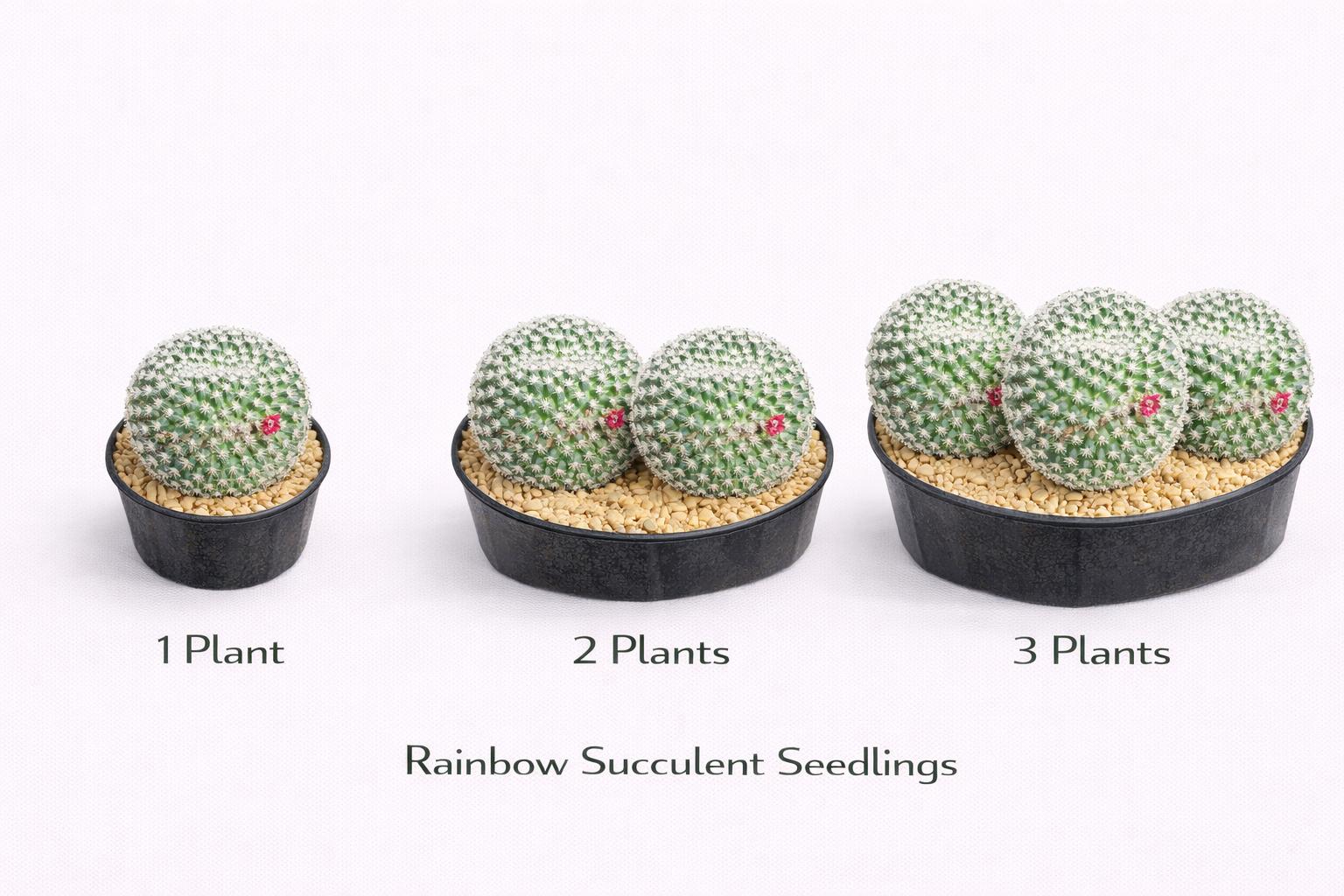 Alternate angle — Red Thorn Cactus Live Plant | Cacti Nest