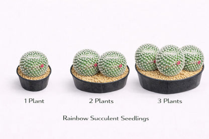 Alternate angle — Red Thorn Cactus Live Plant | Cacti Nest